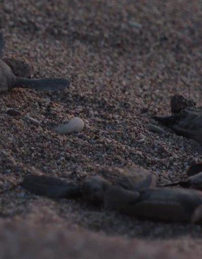 Yavru Carettalar denizle buluştu | Video