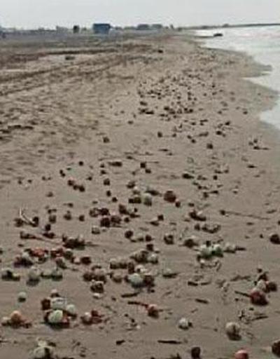 Yüzlercesi sahile vurdu Görenler şaştı kaldı