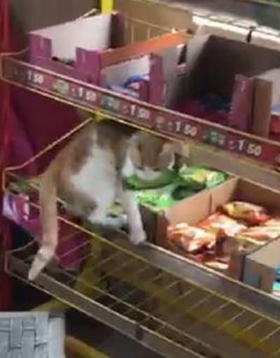 Son dakika... Bakkal, sokak kedisinin raftan kek alıp, yeme anını görüntüledi | Video