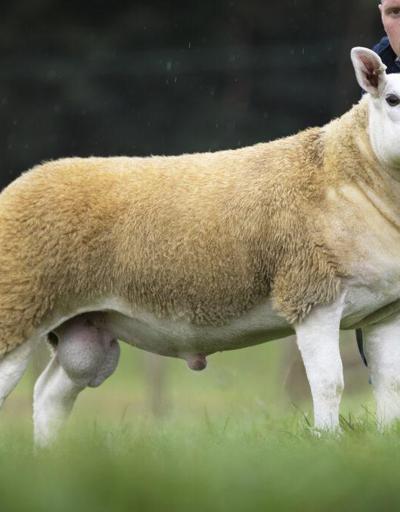 Dünyanın en pahalı koyunu satıldı