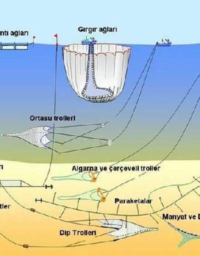 Son dakika.. Marmara Denizi ekosistemine gırgır tehlikesi