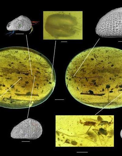 Dünyanın en eski hayvan spermi bulundu