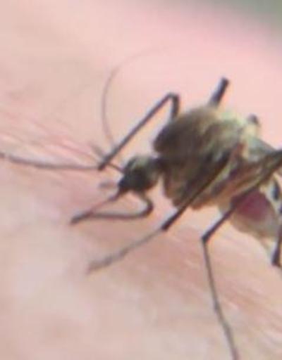 Son Dakika Haber: Asya Kaplan sivrisineği tehdidi | Video