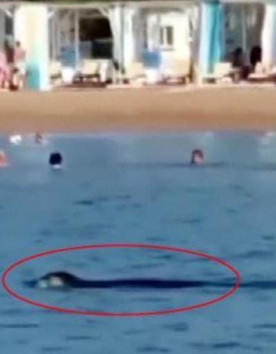 Son dakika.. Akdeniz foku, Antalyada turistlerle yüzdü