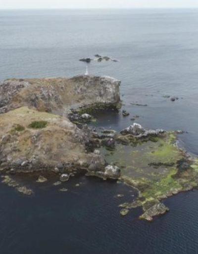 Rivadaki Eşek Adası görenleri büyülüyor