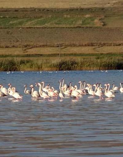 Erçek Gölü’ndeki flamingolar göz kamaştırdı