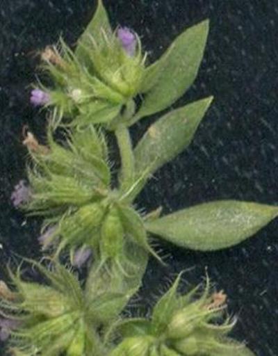 150 yıldır izine  rastlanmayan bitki Bingölde bulundu