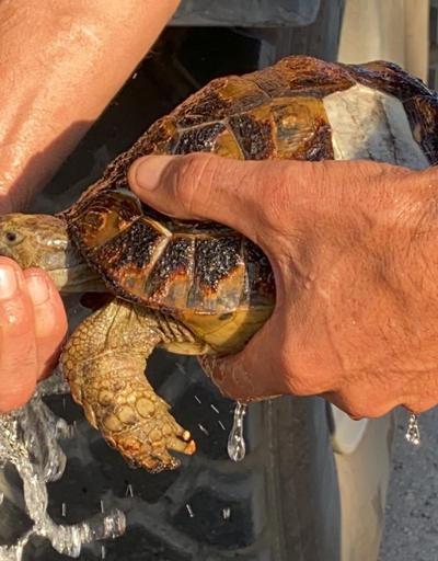 Yangında mahsur kalan kaplumbağaları böyle kurtardılar | Video