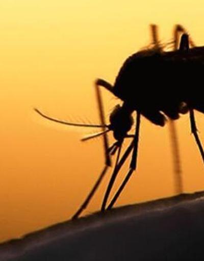 Son dakika: DSÖ yeni tehdidi duyurdu: Sivrisineklerden bulaşıyor