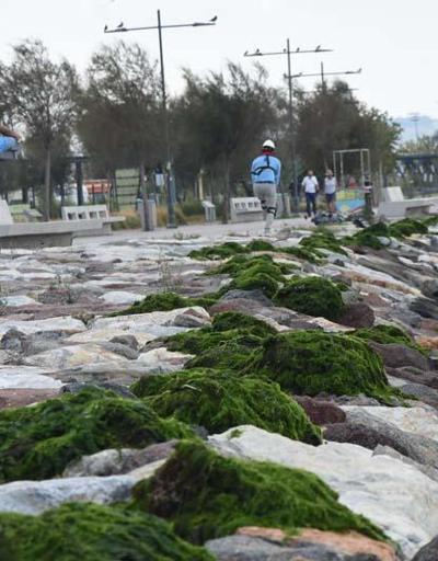 İzmirde sahili deniz marulu yosunları kapladı