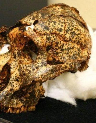 Güney Afrikada 2 milyon yıllık insansı kafatası bulundu