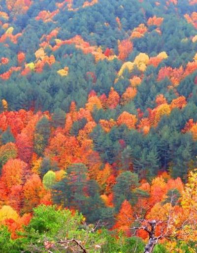 Masal diyarı gibi Oksijen deposu Kaz Dağları sonbaharda rengarenk