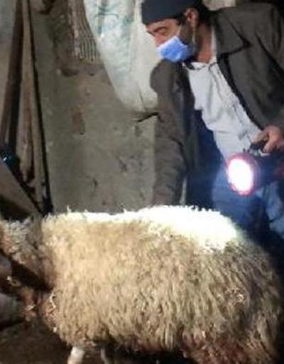 Kurtlar sürüye saldırı 35 koyun öldü