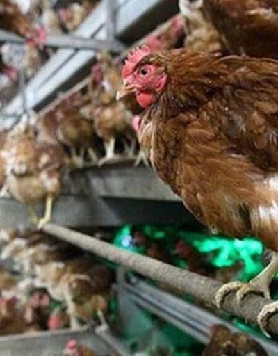 Güney Kore’de kuş gribi nedeniyle 390 binden fazla tavuk ve ördek itlaf edildi