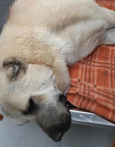 Kangal çoban köpeği 42 saçmayla yaralandı