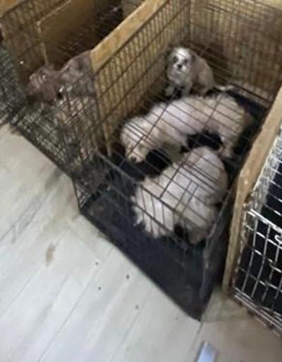Bodrum katında 68 köpek bulundu: Ses telleri alındı iddiası | Video