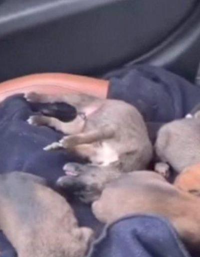 Yavru köpekler ölüme terk edildi | Video