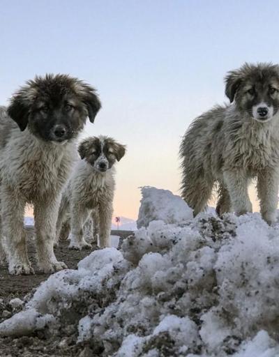 Vanda donma tehlikesi geçiren yavru köpekleri belediye ekipleri kurtardı