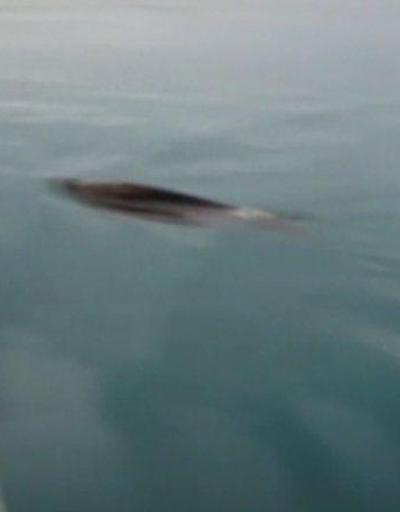 Van Gölünde yüzen domuzu gören balıkçı şaşırdı | Video