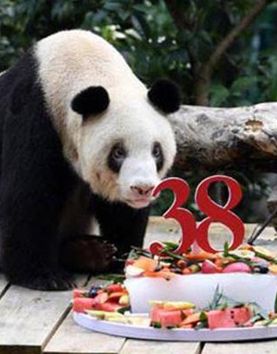 Dünyanın en yaşlı pandası Şinşing 38 yaşında öldü