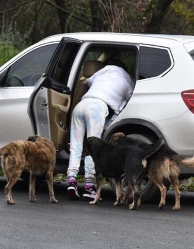 Sokak hayvanlarını elleriyle besledi: Terk edilmiş çok köpek var