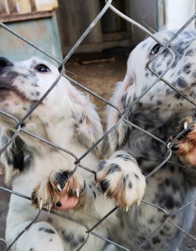 Ankarada operasyon: Otopark içindeki ruhsatsız pansiyondan köpekler kurtarıldı