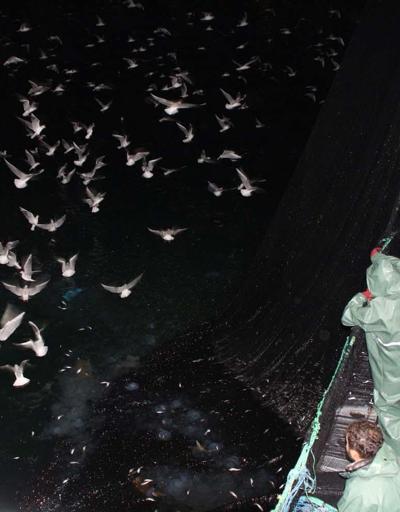 Karadeniz’de hamsi avına 10 gün yasak getirildi