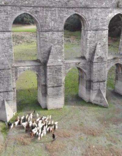 Alibeyköy Barajında artık koyunlar otluyor | Video
