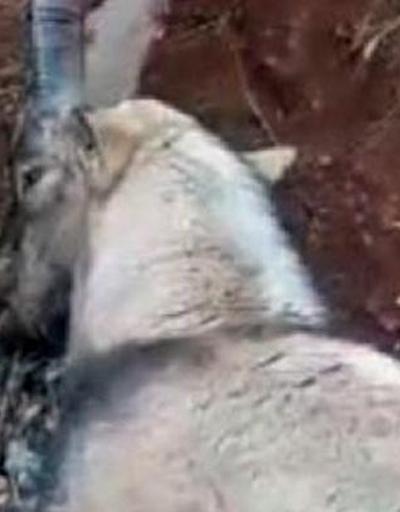 Tuncelide vurulan yaban keçisi kurtarılamadı