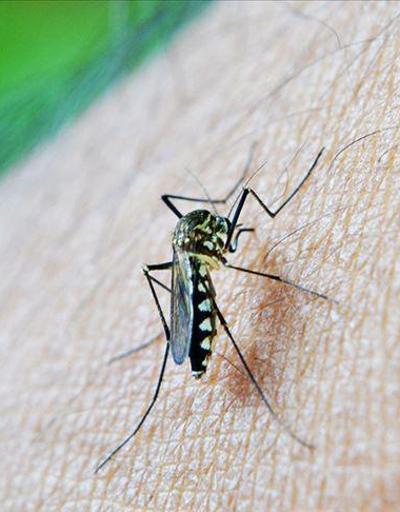 Havalar soğumadı sivrisinek popülasyonu arttı