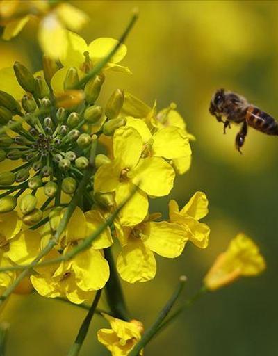 Yaşamın döngüsünü sağlayan arılar iklim değişikliğine kurban gidiyor