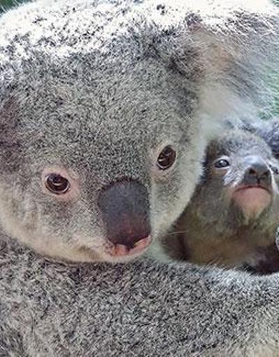 Dünyanın en yaşlı koalası Lottie öldü