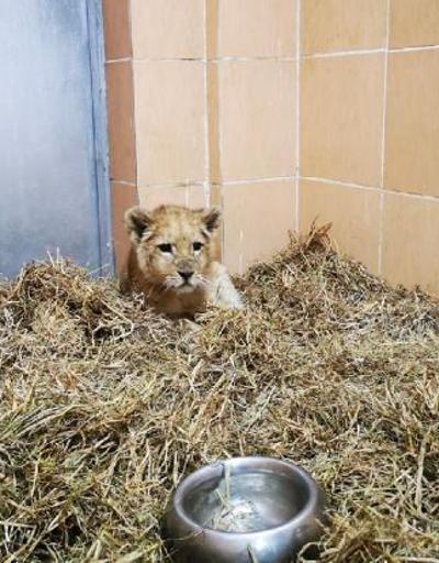 İzmirde bir çiftlikte 3 aylık yavru aslan ele geçirildi