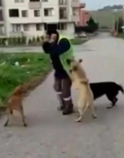 Belediye işçisinin köpeklerle oyunu yürekleri ısıttı