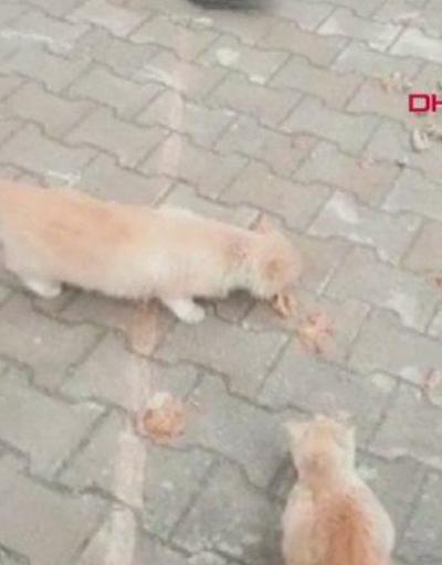 Mersinde kedi katliamı... Mahalleli kedi ölümlerine tepki gösterdi | Video