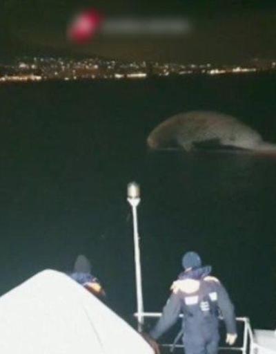 70 tonluk balina kıyıya vurdu