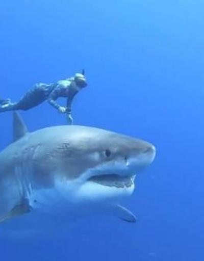 6 metrelik büyük beyaz köpekbalığı ile yüzdüler