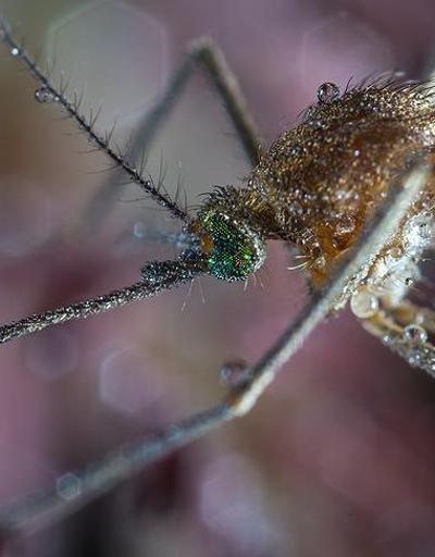 Etiyopyada yeni bir sıtma sineği türü görüldü