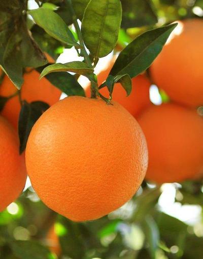 Portakalın Faydaları Nelerdir Portakal Hangi Rahatsızlıkları, Hangi Hastalıkları Önler
