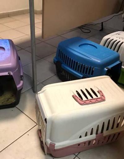 Otobüsün bagajında 23 yavru köpek ele geçirildi