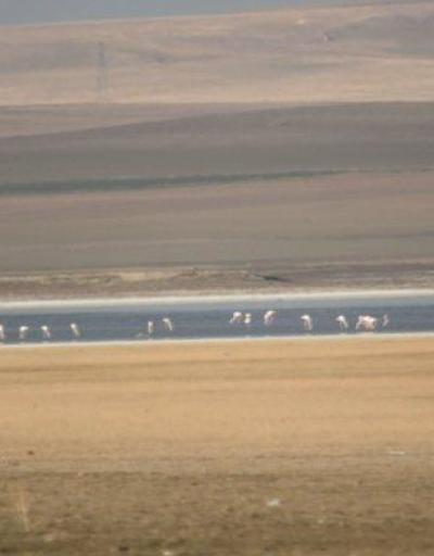 Flamingolar Düden Gölüne bu yıl erken geldi