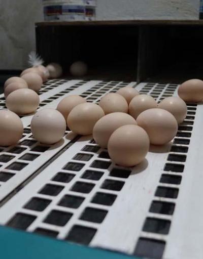 Üreticilerden ‘gezen tavuk yumurtası’ uyarısı