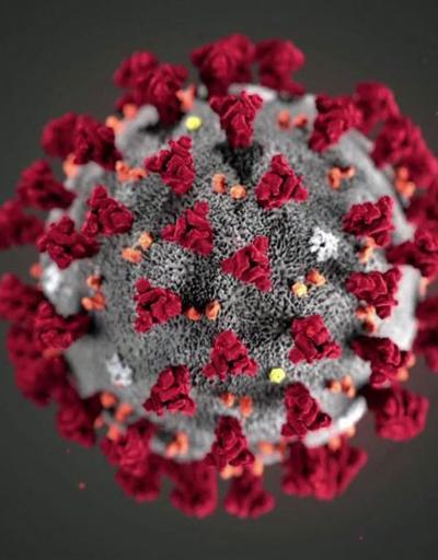 Son dakika haberi: Koronavirüsün yeni bir mutasyonu keşfedildi: Benzersiz