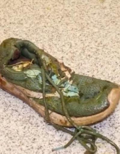 ABD’de dev timsahın yuttuğu ayakkabı zorlukla çıkarıldı