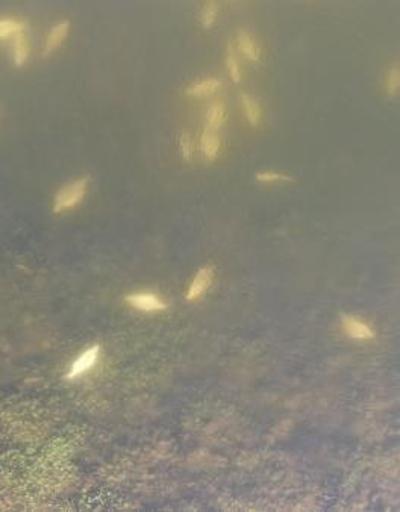 Alibeyköy Barajında dikkat çeken ölü balıklar