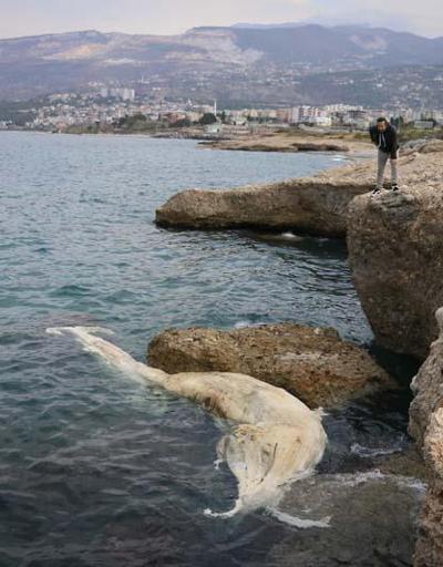 12 metre uzunluğundaki ölü balina yavrusu Hatayda kıyıya vurdu