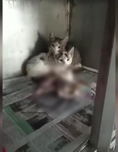 Küçükçekmecedeki merkezde bakımsızlıktan öldüler