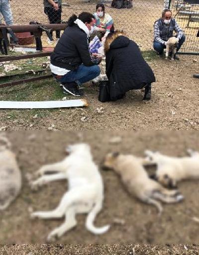 Ankarada zehirlenen 8 köpekten 4ü öldü