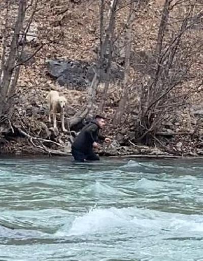 Munzur Çayına düşen köpeği kurtarmak için buz gibi suya girdi