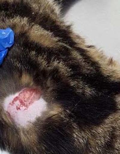 Çivili sopayla kediye işkence yapıp, zabıtayı darbeden şüpheli gözaltına alındı